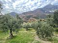 Gardasee: Olivenhain mit ca. 250 Olivenbäumen und Seeblick in Toscolano-Maderno - Viel Platz zum Entspannen