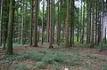 Durchforstete Waldfläche - Blick in den Baumbestand