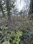 Beste Wohnlage - ruhig mitten im Wald und doch Großstadtnah - hier kann man sich ein Heim bauen! - 00003