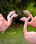 Moderne 8-Zimmer Doppelhaushälfte direkt am Golfplatz - flamingos-1335042 1280-Gäste sind da
