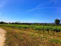 Finca mit Weinbergen in Sencelles auf Mallorca zu verkaufen