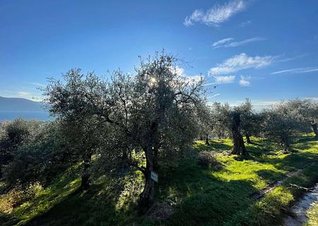 Gardasee: Olivenhain mit ca. 250 Olivenbäumen und Seeblick in Toscolano-Maderno - Olivenhain