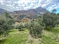 Gardasee: Olivenhain mit ca. 250 Olivenbäumen und Seeblick in Toscolano-Maderno - hübsche Olivenbäume