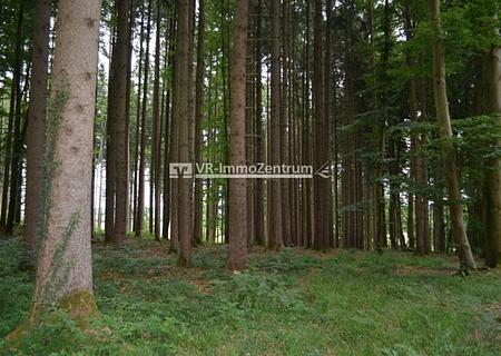 Durchforstete Waldfläche - Ansicht