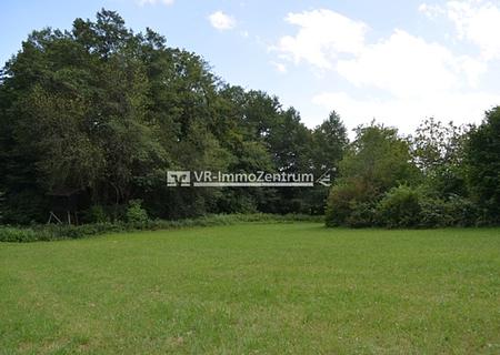 naturnahe Wiese mit idyllischer Waldumrandung - Titelbild
