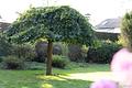 Einfamilienhaus in Mammendorf - ein Ort voller Möglichkeiten - Garten 