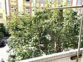 Möblierte 3-Zimmer-Wohnung mit Südwest-Loggia in top Lage Schwabing-West - Blick von der Loggia 