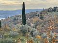 Gardasee: Olivenhain mit ca. 250 Olivenbäumen und Seeblick in Toscolano-Maderno - Ausblick