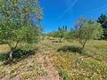 Finca mit Weinbergen in Sencelles auf Mallorca zu verkaufen