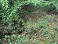 Freizeit-/Waldgrundstück in Ortsrandlage - Grundstück 1295_47 