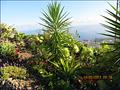 ***Haus mit Vermietung auf Teneriffa mit Blick auf den Atlantik zu verkaufen*** - Pflanzen vor dem Eingang