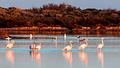 Strandapartment 50 Meter vom Strand entfernt mit Flamingos - 44444