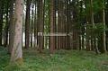 Durchforstete Waldfläche - Ansicht