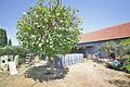 Einfamilienhaus mit Scheune, großem Garten und Entwicklungspotenzial - Garten