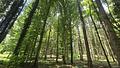 Wald, Weitblick, Werte – ca. 1,9 ha gepflegter Waldbestand mit Alpenpanorama - www.remax-prime.de