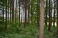 Durchforstete Waldfläche - Blick in den Baumbestand