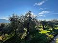 Gardasee: Olivenhain mit ca. 250 Olivenbäumen und Seeblick in Toscolano-Maderno - Olivenhain