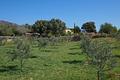 ***Traumfinca in perfektem Zustand mit Olivenölproduktion, Santa Maria, Mallorca***
