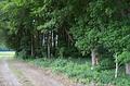 Durchforstete Waldfläche - Zufahrt