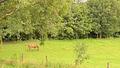 Polen! Pferde Ranch auf 120 ha nahe der deutschen Grenze