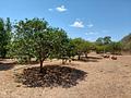 Mallorca Stein Finca bei Felanitx zu verkaufen