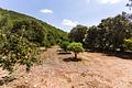 Mallorca Finca in Alleinlage mit exclusiver Olivenölproduktion und touristischer Vermietungslizenz in Esporle - IMG_7494