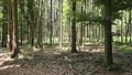 Wald, Weitblick, Werte – ca. 1,9 ha gepflegter Waldbestand mit Alpenpanorama - www.remax-prime.de